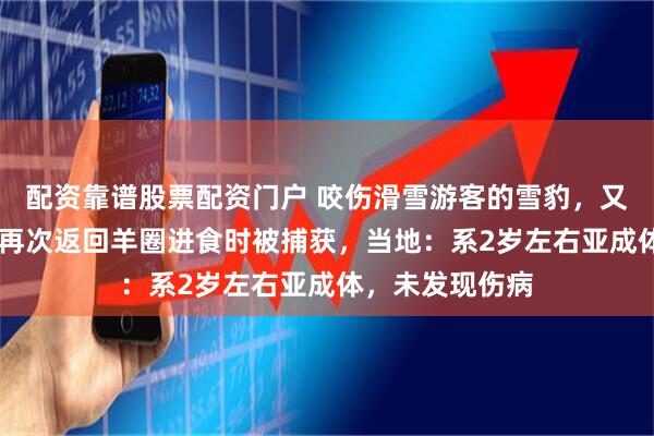配资靠谱股票配资门户 咬伤滑雪游客的雪豹,又咬死35只羊!再次返回羊圈进食时被捕获,当地:系2岁左右亚成体,未发现伤病